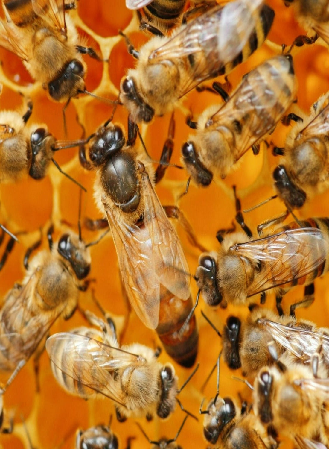 Deposit for Nuc Of Bees