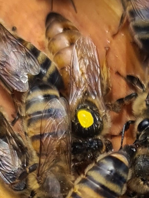 Queen Rearing Course