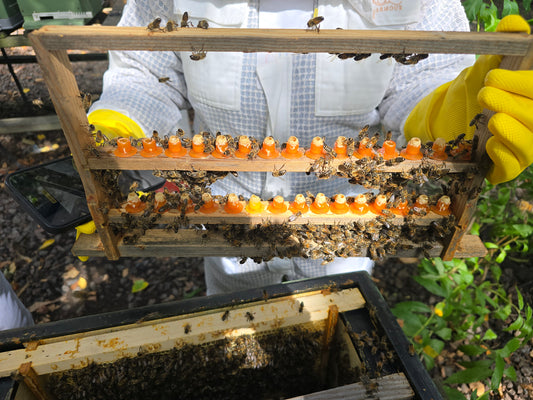 Queen Rearing Course