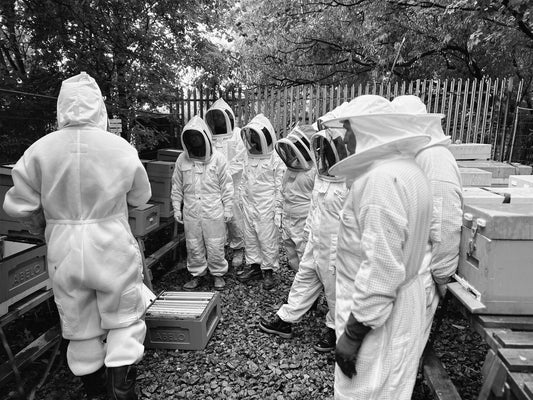 Autumn Beekeeping Quick Recap Course: Preparing Your Colony for Winter