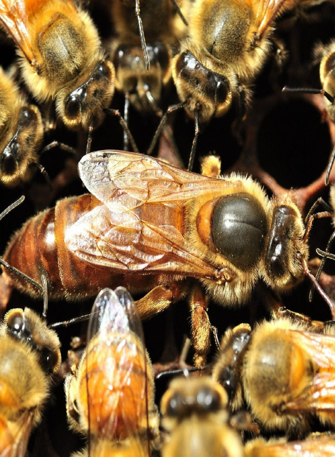 Buckfast Queen Bee - 2024